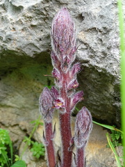 Orobanche pubescens