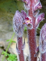 Orobanche pubescens