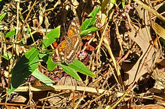 Anthanassa texana seminole