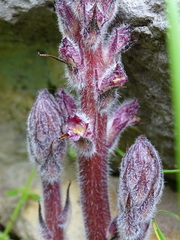 Orobanche pubescens