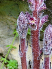 Orobanche pubescens