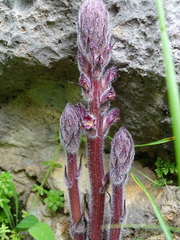 Orobanche pubescens