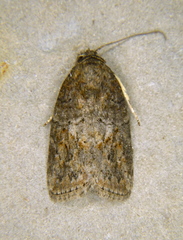 Garella nilotica