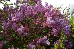 Syringa vulgaris