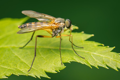 Rhagio hirtus