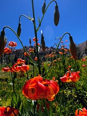 Lilium pardalinum shastense