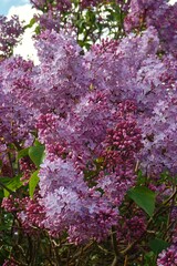 Syringa vulgaris
