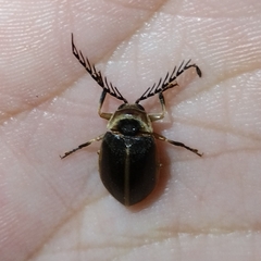 Ptilodactylidae