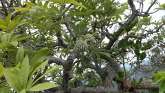 Sterculia murex