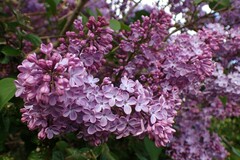 Syringa vulgaris