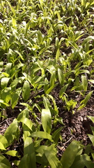 Allium ursinum