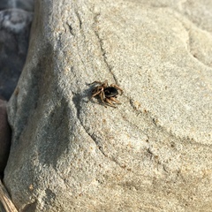 Habronattus borealis