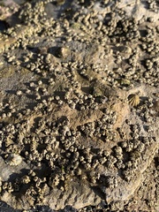 Balanomorpha
