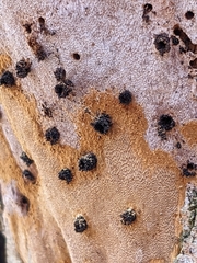 Fomitiporia punctata