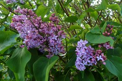 Syringa vulgaris