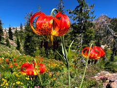 Lilium pardalinum shastense