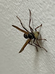 Mischocyttarus flavitarsis