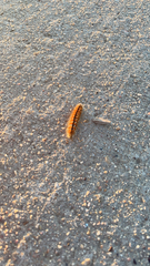 Malacosoma californica