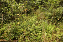 Blechnum punctulatum