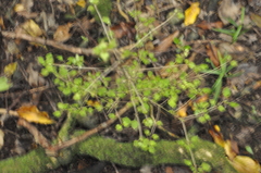 Coprosma areolata