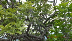 Sterculia murex