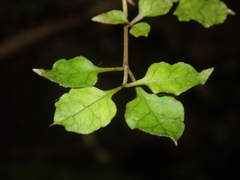 Coprosma areolata