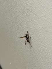 Mischocyttarus flavitarsis