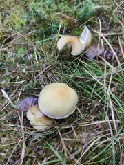 Hypholoma capnoides