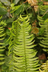 Blechnum punctulatum