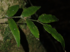 Arthropteris tenella