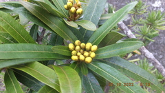 Acridocarpus natalitius