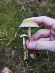 Hypholoma capnoides