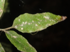 Arthropteris tenella