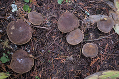 Xerocomellus zelleri