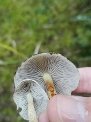 Hypholoma capnoides