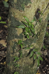 Arthropteris tenella