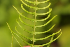 Blechnum punctulatum