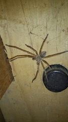 Olios