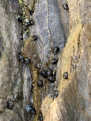 Littorininae