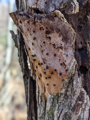 Fomitiporia punctata