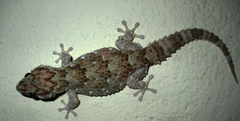 Chondrodactylus