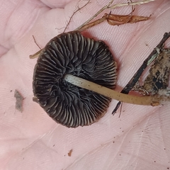 Fungi