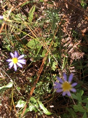 Ionactis linariifolia