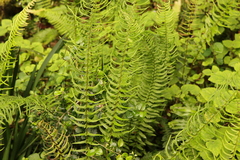 Blechnum punctulatum