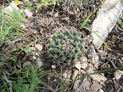 Mammillaria uncinata