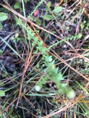 Symphyotrichum walteri