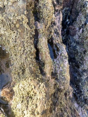 Balanomorpha