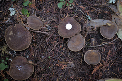 Xerocomellus zelleri