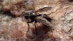 Periscepsia carbonaria
