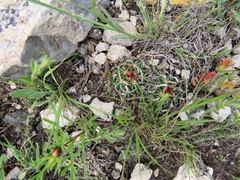 Echinofossulocactus phyllacanthus